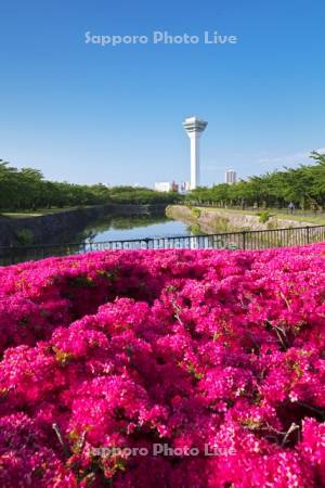 五稜郭公園のツツジと五稜郭タワー