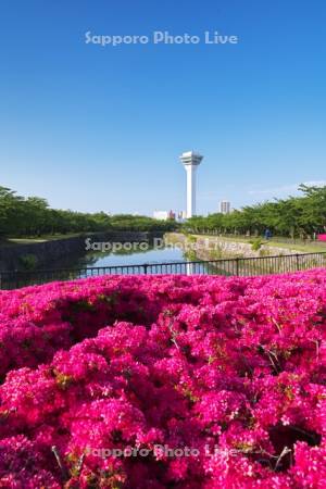 五稜郭公園のツツジと五稜郭タワー