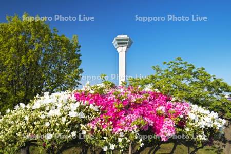 五稜郭公園のツツジと五稜郭タワー