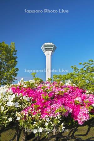 五稜郭公園のツツジと五稜郭タワー