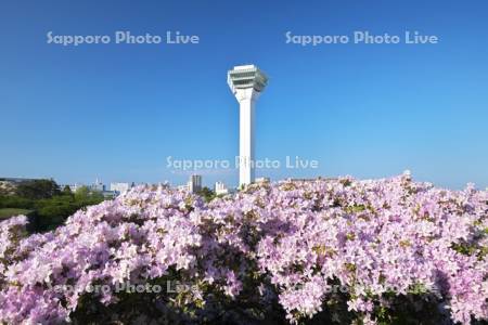 五稜郭公園のツツジと五稜郭タワー