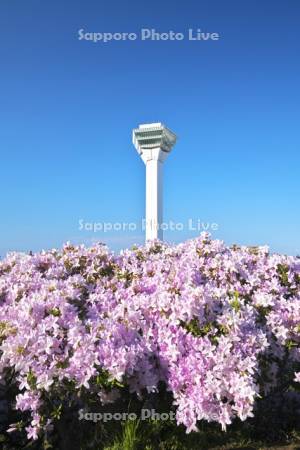 五稜郭公園のツツジと五稜郭タワー