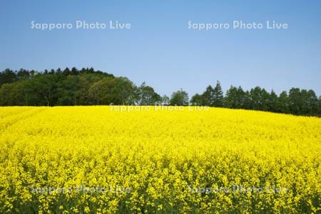 菜の花畑