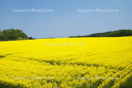 菜の花畑