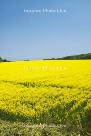 菜の花畑