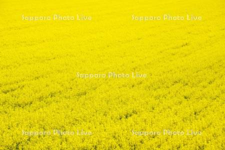 菜の花畑