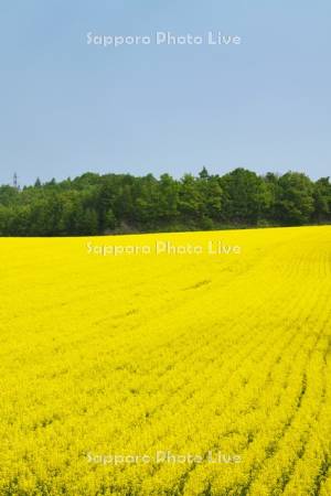 菜の花畑