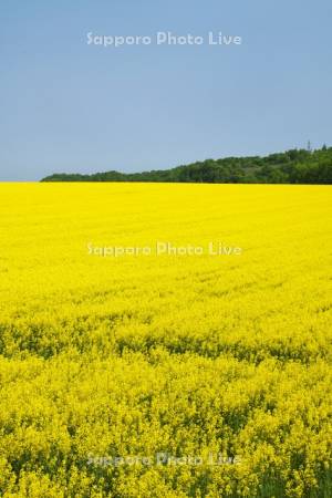菜の花畑
