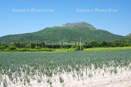 有珠山とタマネギ畑