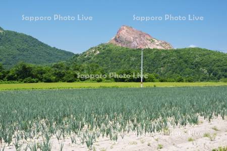 昭和新山とタマネギ畑