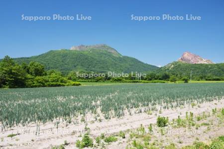 有珠山（左）と昭和新山（右）とタマネギ畑