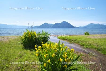 洞爺湖とキショウブ