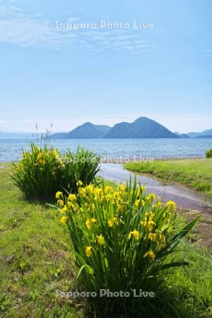 洞爺湖とキショウブ