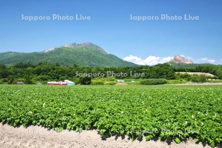 有珠山と昭和新山（右）とジャガイモの花