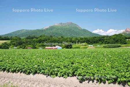 有珠山とジャガイモの花