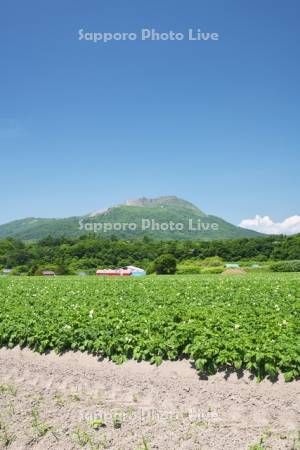 有珠山とジャガイモの花