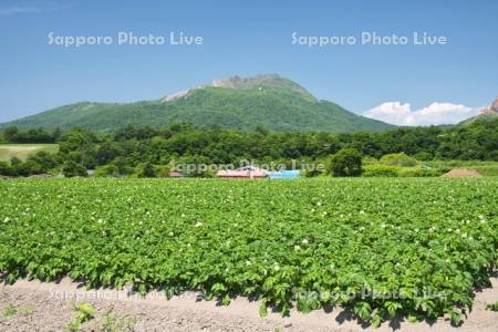 有珠山とジャガイモの花