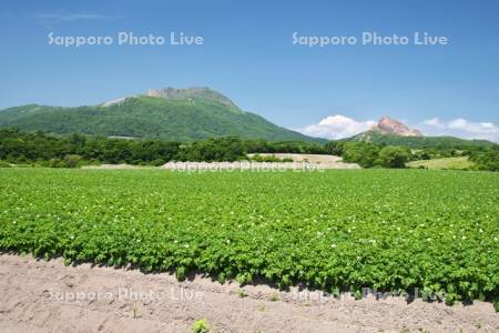 有珠山と昭和新山（右）とジャガイモの花