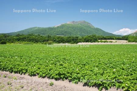 有珠山とジャガイモの花