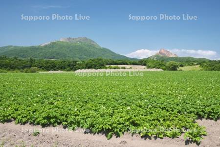 有珠山と昭和新山（右）とジャガイモの花