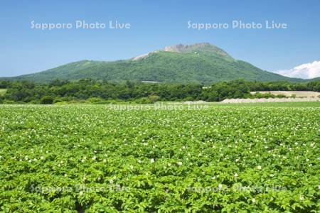 有珠山とジャガイモの花