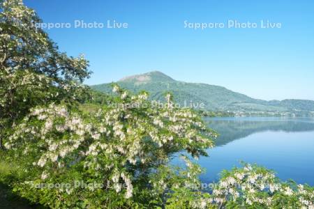有珠山と洞爺湖とニセアカシア
