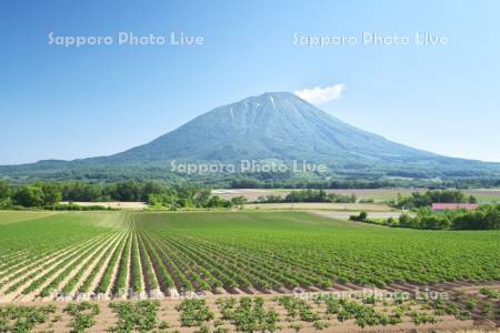 羊蹄山とジャガイモ畑