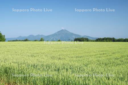 ニセコ連峰とムギ畑