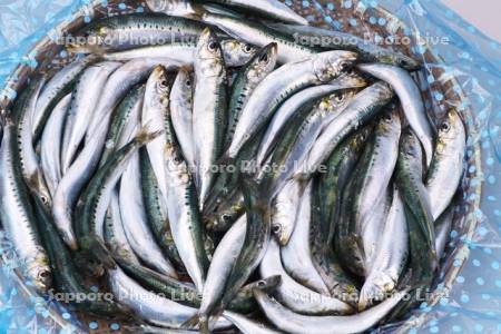 イワシ（石狩産）