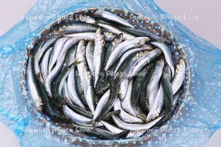 イワシ（石狩産）