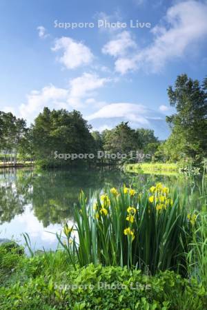 羊蹄姿見池と羊蹄山とキショウブ