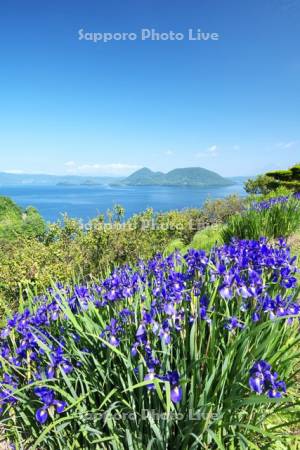 洞爺湖とアヤメ