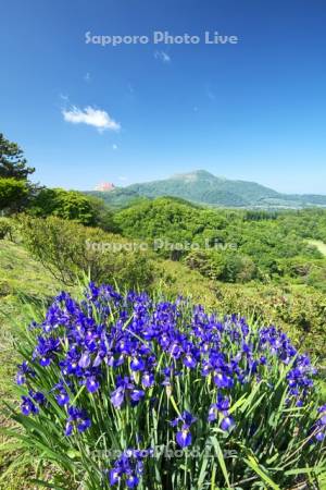 有珠山と昭和新山（左）とアヤメ
