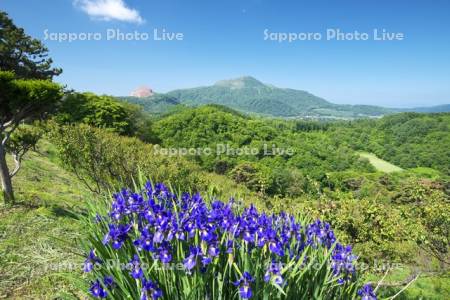 有珠山と昭和新山（左）とアヤメ