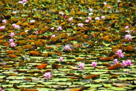八郎沼公園のスイレン