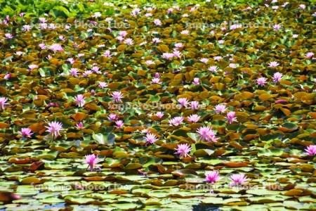 八郎沼公園のスイレン