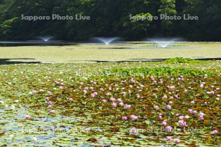 八郎沼公園のスイレン