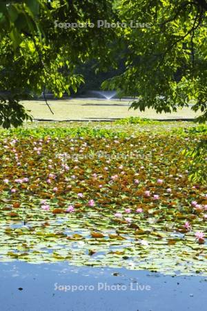 八郎沼公園のスイレン