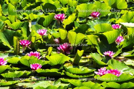 八郎沼公園のスイレン