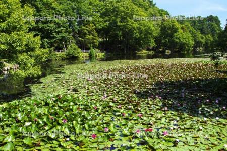 八郎沼公園のスイレン