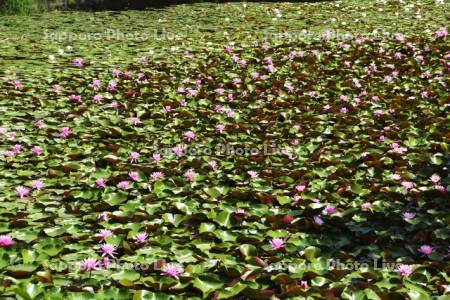 八郎沼公園のスイレン