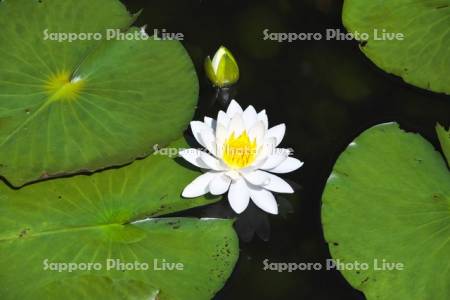 八郎沼公園のスイレン