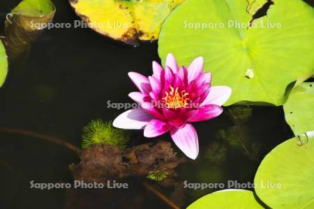 八郎沼公園のスイレン