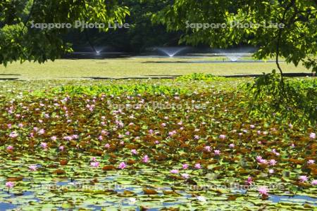 八郎沼公園のスイレン