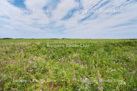 ワッカ原生花園