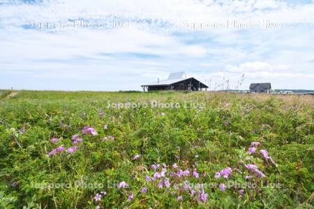 ワッカ原生花園