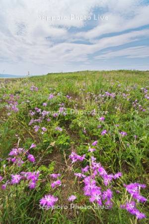 ワッカ原生花園