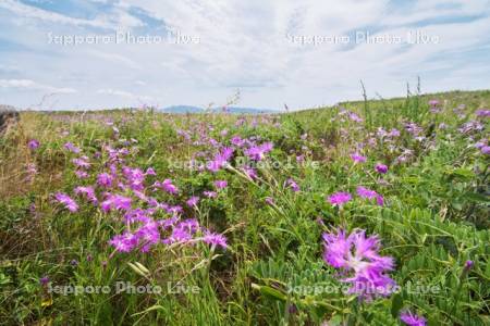 ワッカ原生花園