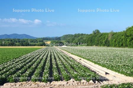 ジャガイモの花