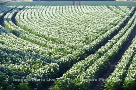 ジャガイモの花